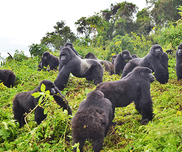 3 Day Budget Gorilla & Golden Monkey Trekking Tour In Rwanda