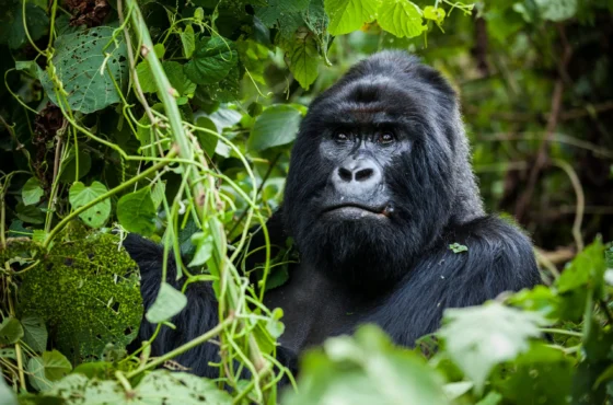 8 Day Gorilla Trekking Luxury Safari And Wildlife Vacation