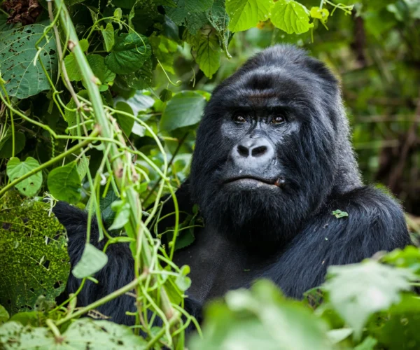 8 Day Gorilla Trekking Luxury Safari And Wildlife Vacation