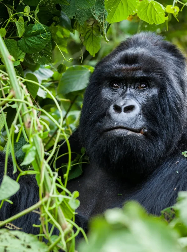 8 Day Gorilla Trekking Luxury Safari