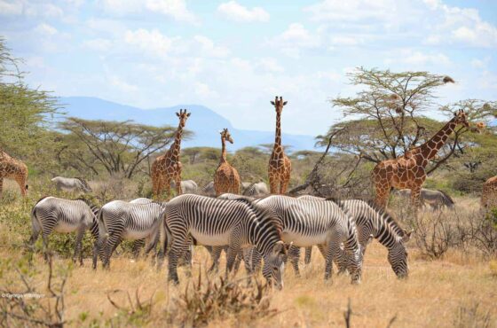 14-Day Thrilling Mid-Range Safari In Kenya And Diani Beach Tour