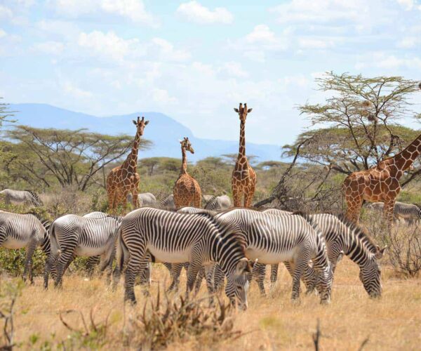 14-Day Thrilling Mid-Range Safari In Kenya And Diani Beach Tour