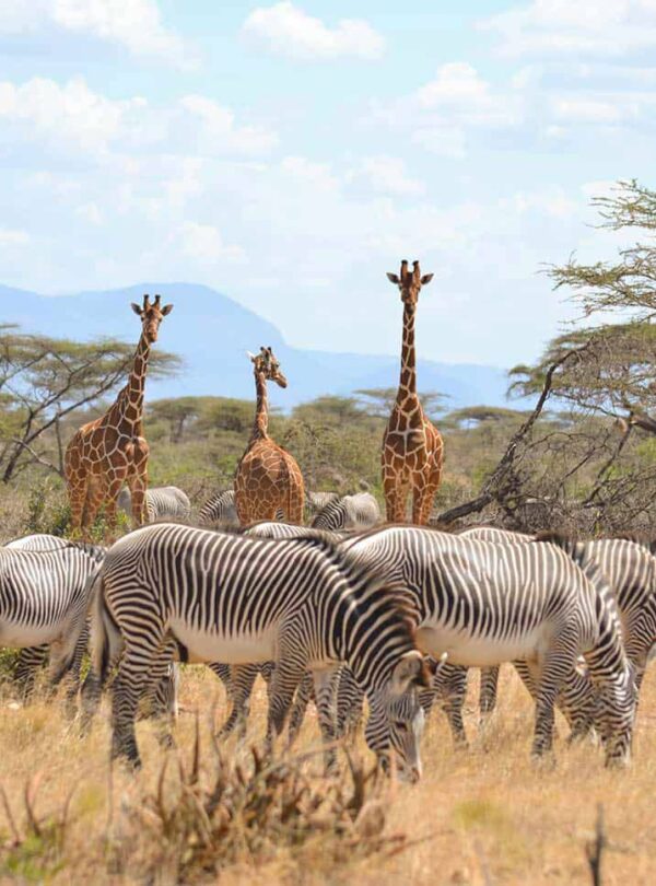 14-Day Thrilling Mid-Range Safari In Kenya And Diani Beach Tour
