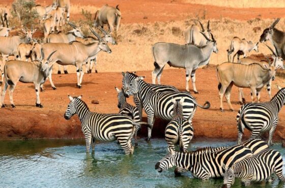 6 Day Amboseli & Tsavo NP Budget Thrilling Safari
