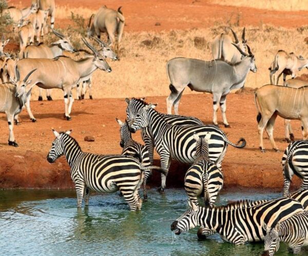 6 Day Amboseli & Tsavo NP Budget Thrilling Safari