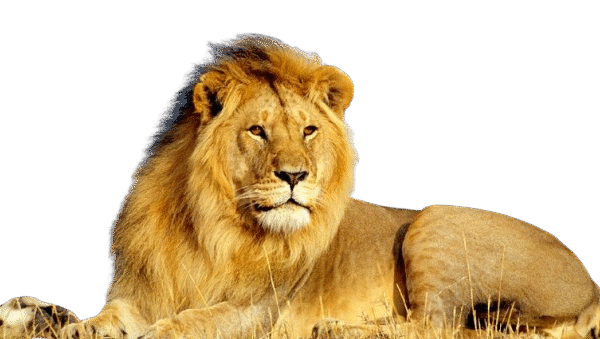20 Day Luxury Thrilling Safari