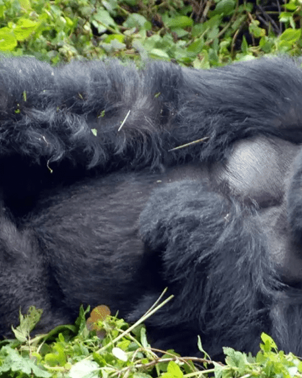 3-Day Thrilling Mid-Range Gorilla Trekking In Bwindi