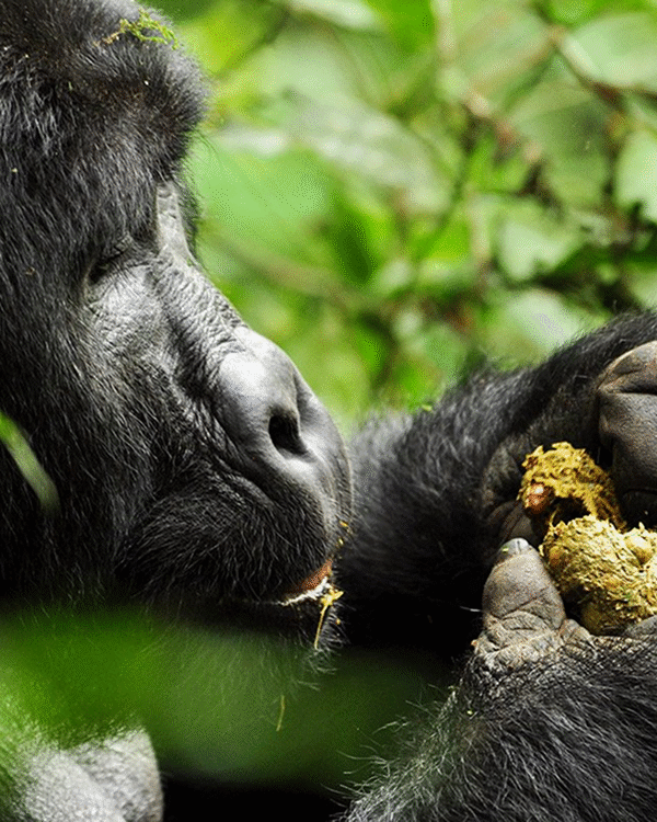 5 Day Wildlife Gorilla Trekking Budget Trip In Uganda