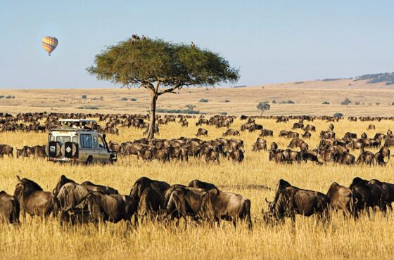 3-Day Lifetime Thrilling Maasai Mara Budget Tour