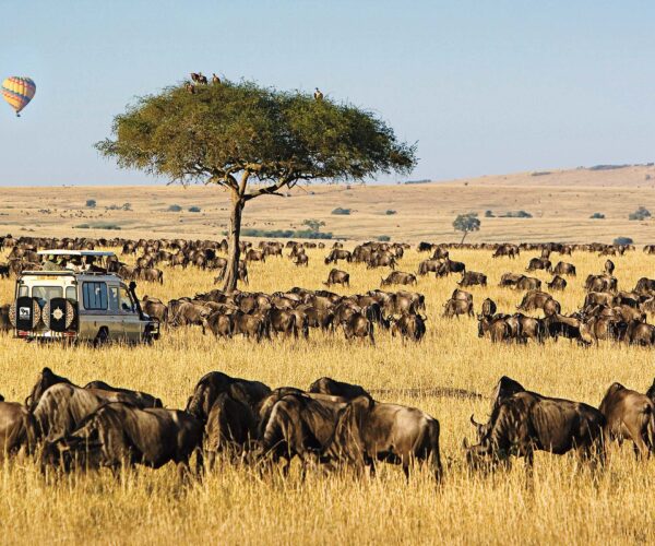 3-Day Lifetime Thrilling Maasai Mara Budget Tour
