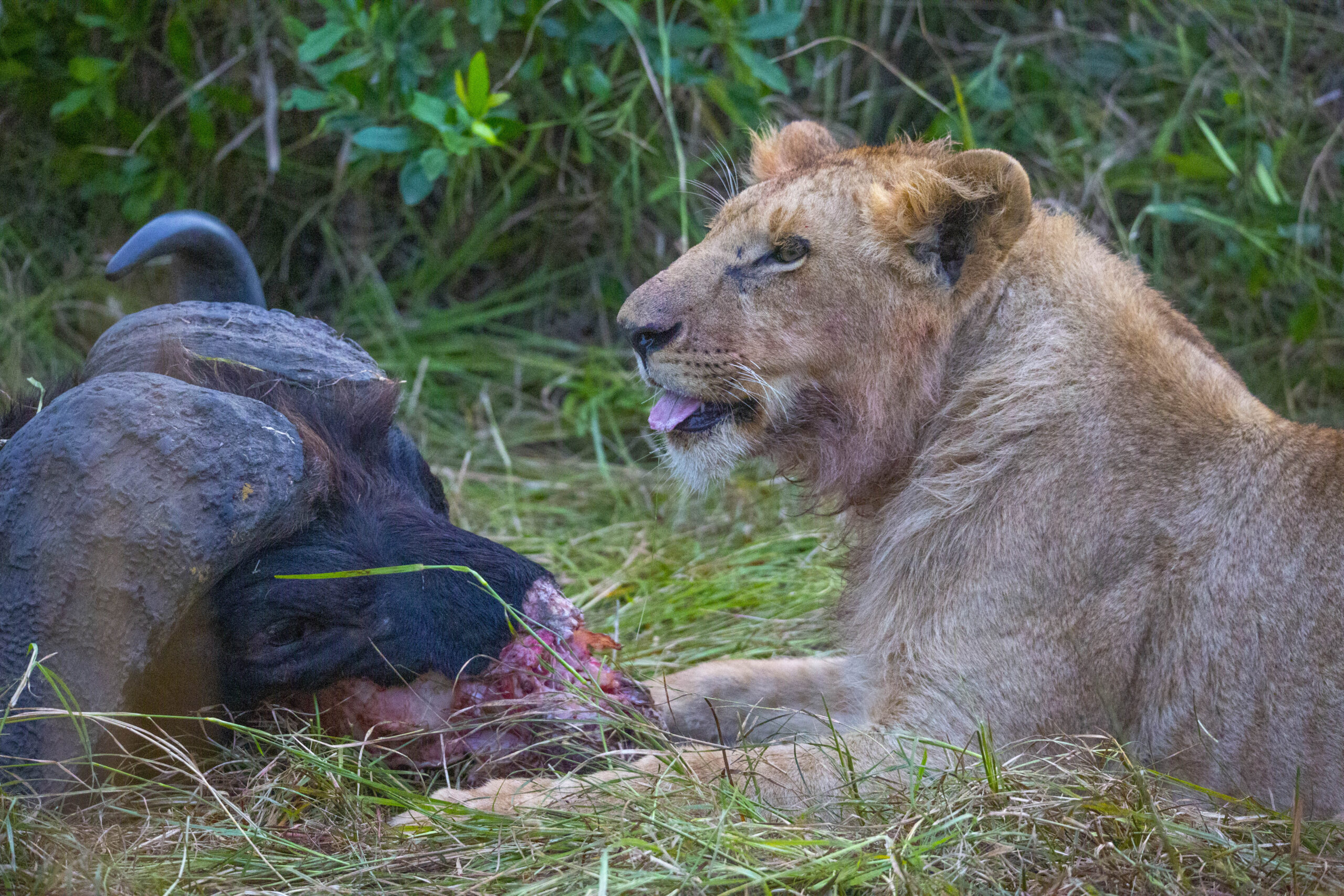 11-Day Thrilling Mid-Range Safari In Uganda And Tanzania