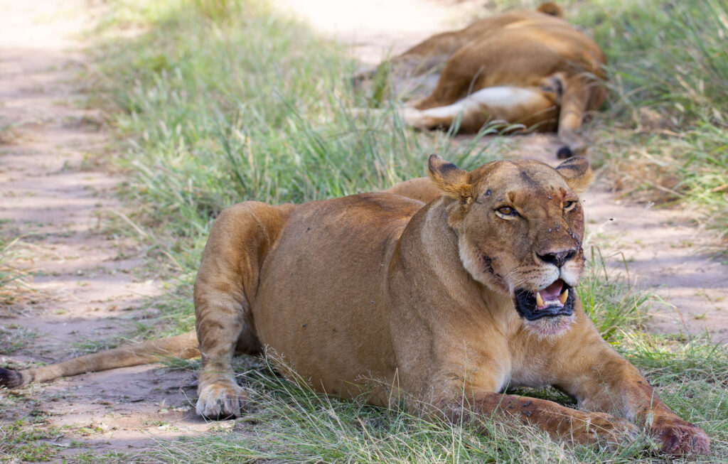 34 Day Stunning East African Budget Safari