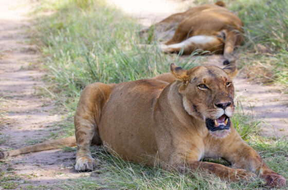 34 Days Stunning East African Budget Safari