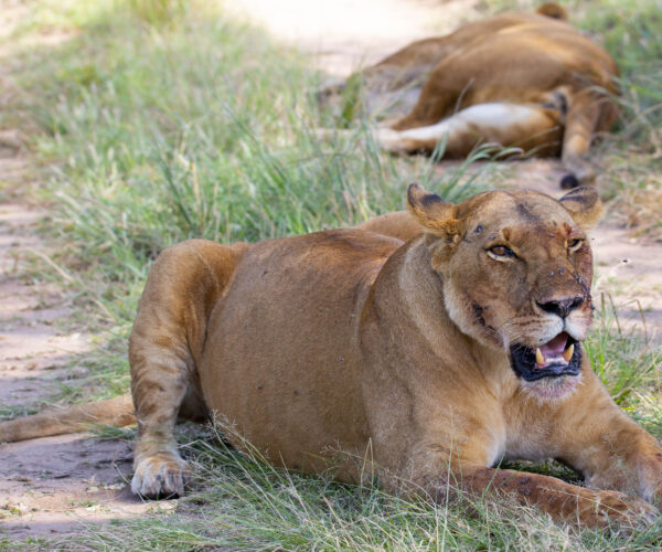 34 Days Stunning East African Budget Safari