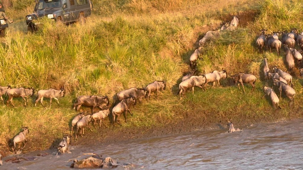 3-Day Lifetime Thrilling Maasai Mara Mid-Range Tour