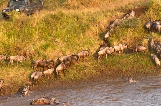 3-Day Lifetime Thrilling Maasai Mara Mid-Range Tour