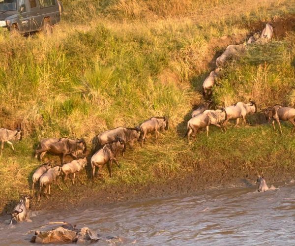 3-Day Lifetime Thrilling Maasai Mara Mid-Range Tour