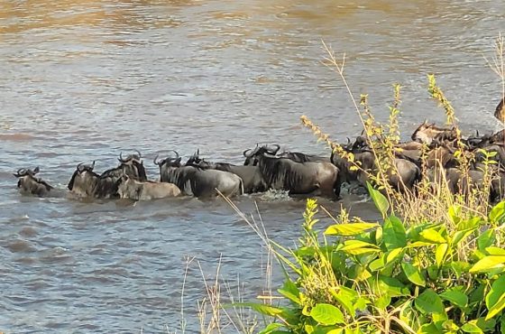 14 Day Mid-Range Thrilling Safari