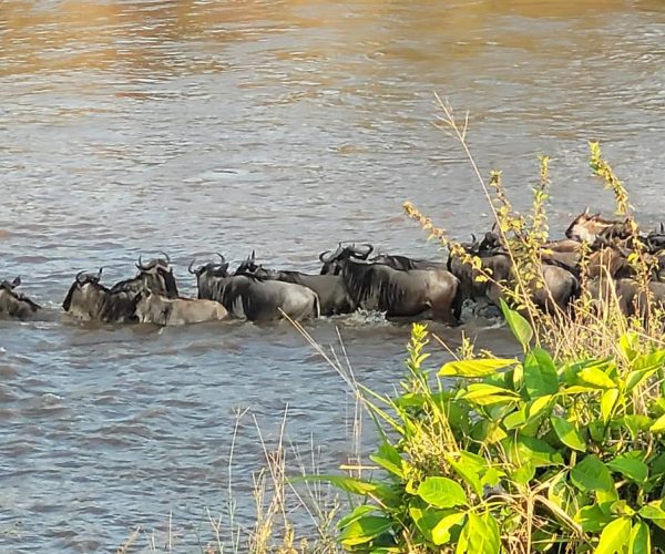 14 Day Mid-Range Thrilling Safari