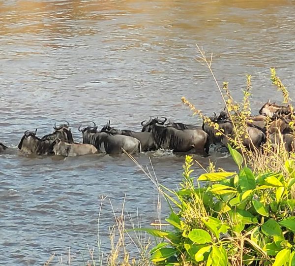 Great Wildeest Migration Kubwa Five Safaris Great Wildebeest Migration