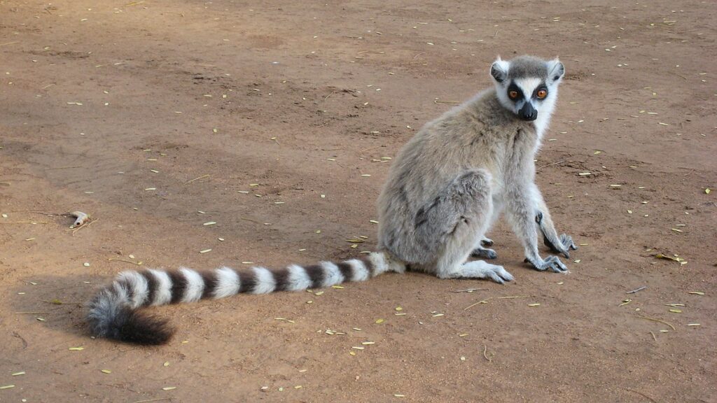 Top 5 Best Visited Attractions In Madagascar