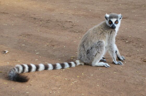 Top 5 Best Visited Attractions In Madagascar