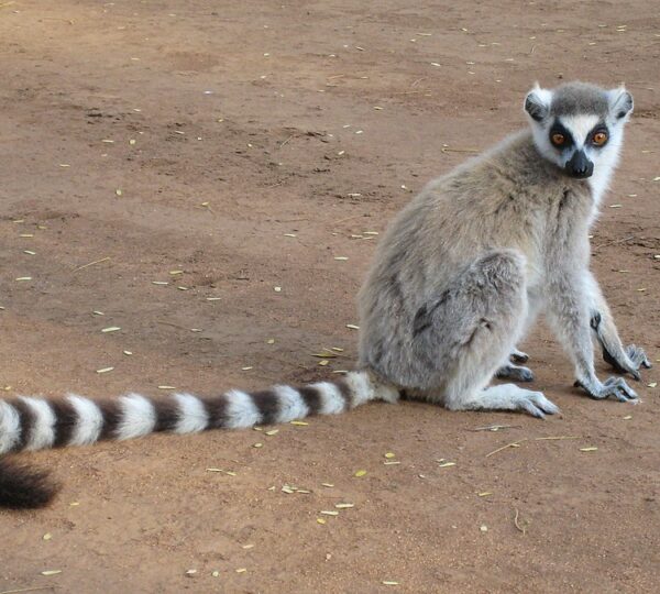 Top 5 Best Visited Attractions In Madagascar