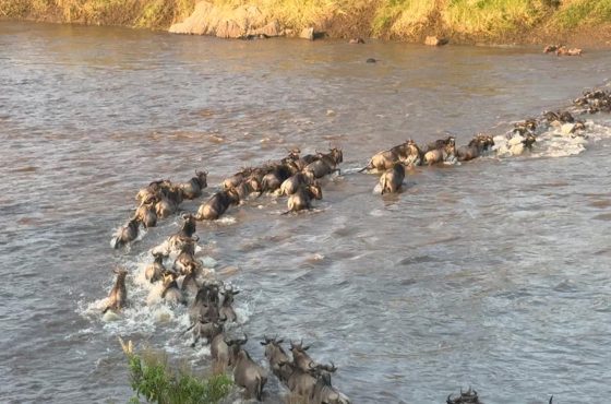 32 Day Thrilling African Mid-Range Safari