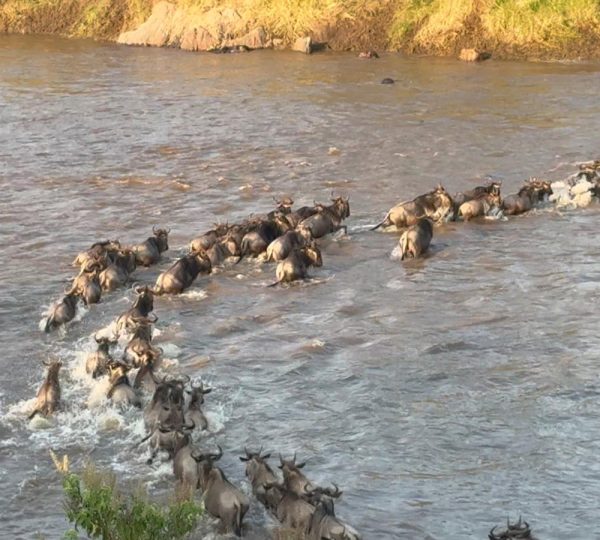 Wildebeest Migration Kubwa 5 Safaris Wildebeest Migration Kubwa Five Safaris