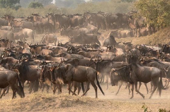 Best Time For Wildebeest Migration