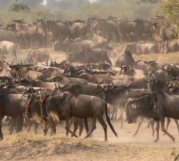 Best Time For Wildebeest Migration