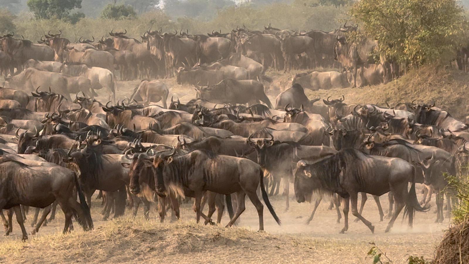 Best Time For Wildebeest Migration
