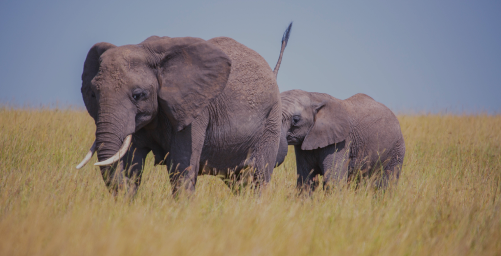 29 Day Luxury Safari Adventure, Luxury Safaris in Kenya