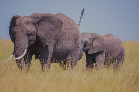29 Day Luxury Safari Adventure