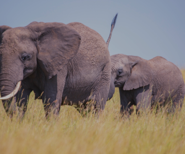 29 Day Luxury Safari Adventure