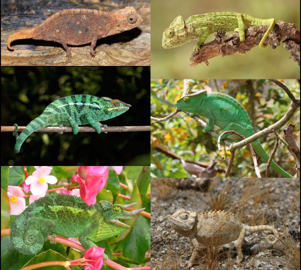 What Is Madagascar Best Known For