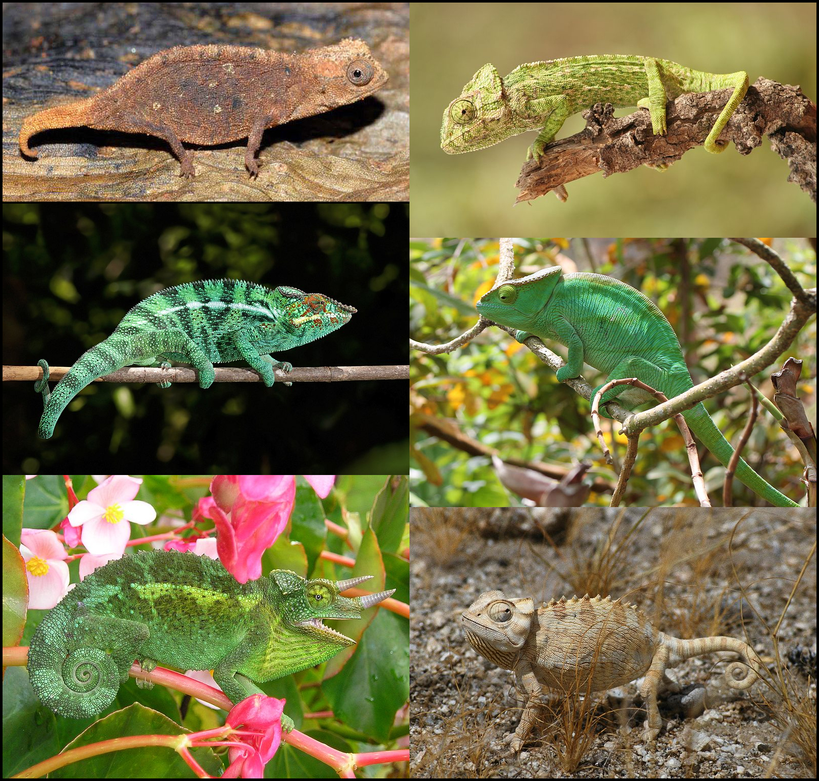 Chamaeleonidae 01