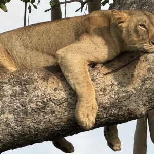 5 Day Luxury Wildlife Gorilla Trekking In Uganda