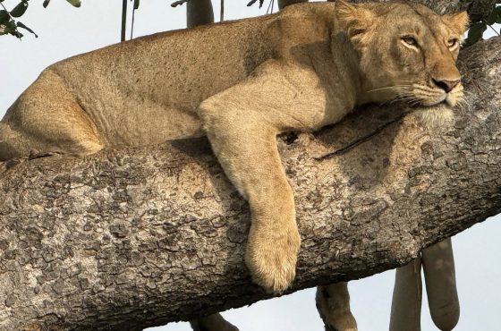 13 Day Luxury Tour Of Uganda’s Top Tourist Attractions