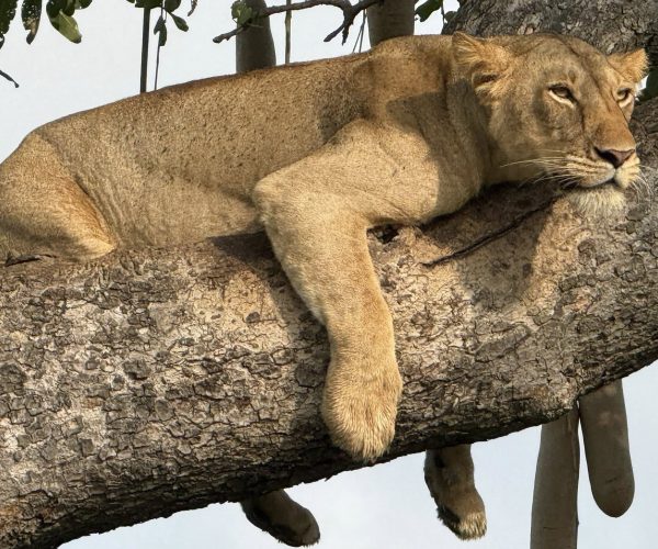 13 Day Luxury Tour Of Uganda’s Top Tourist Attractions