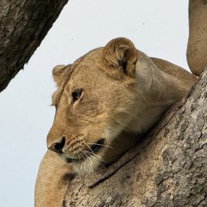 5 Day Wildlife Gorilla Trekking Mid Range Trip