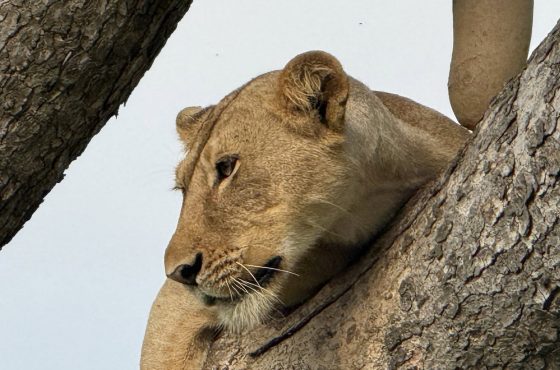 15 Day Budget Thrilling Safari