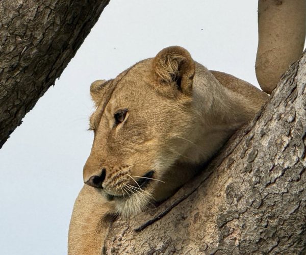 15 Day Budget Thrilling Safari
