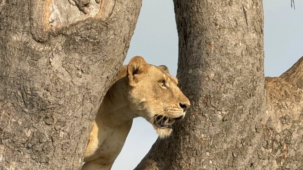 20 Day Mid-Range Thrilling Safari