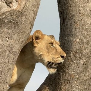 20 Day Mid-Range Thrilling Safari