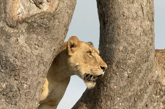5 Day Luxury Wildlife Gorilla Trekking In Uganda