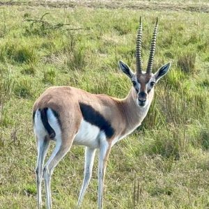 3 Day Pian Upe Game Reserve Thrilling Mid-Range Safari