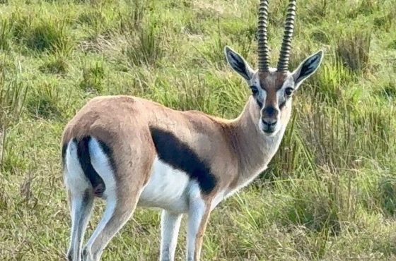3 Day Pian Upe Game Reserve Thrilling Mid-Range Safari