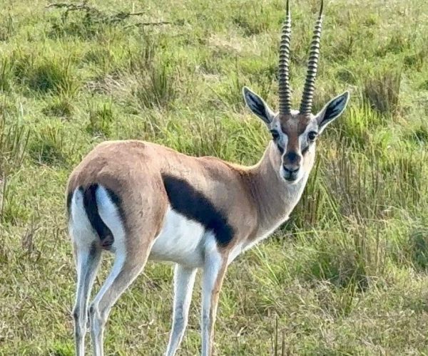 3 Day Pian Upe Game Reserve Thrilling Mid-Range Safari