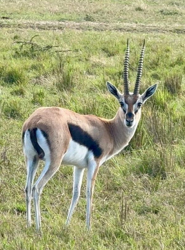 3 Day Pian Upe Game Reserve Thrilling Mid-Range Safari